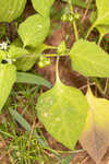 Black nightshade